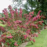 Weigela 'Bristol Ruby'