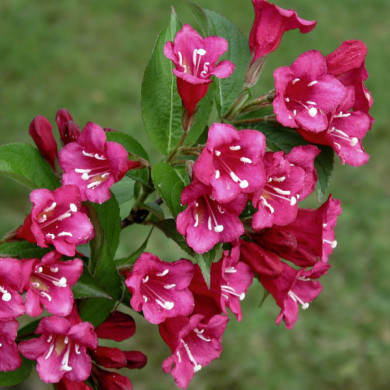 Weigela 'Bristol Ruby'
