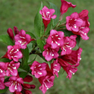 Weigela 'Bristol Ruby'
