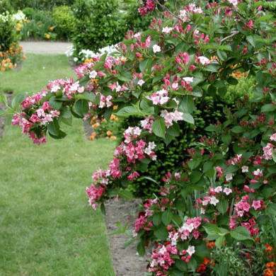 Weigela Carnaval® 'Courtalor'