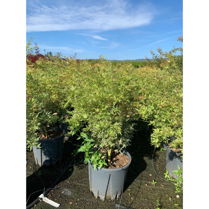 Acer palmatum 'Butterfly'