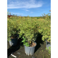 Acer palmatum 'Butterfly'