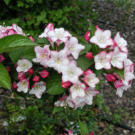 Weigela Carnaval® 'Courtalor'