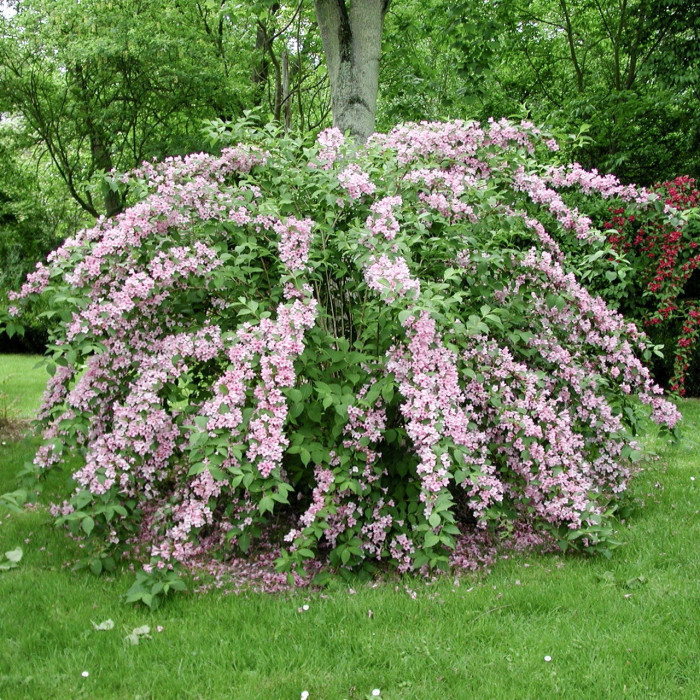 Weigela 'Conquête'