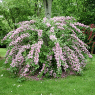 Weigela 'Conquête'