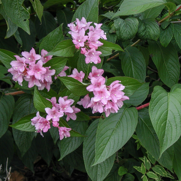 Weigela 'Conquête'