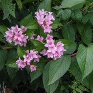 Weigela 'Conquête'
