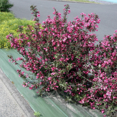Weigela florida 'Foliis Purpureis'