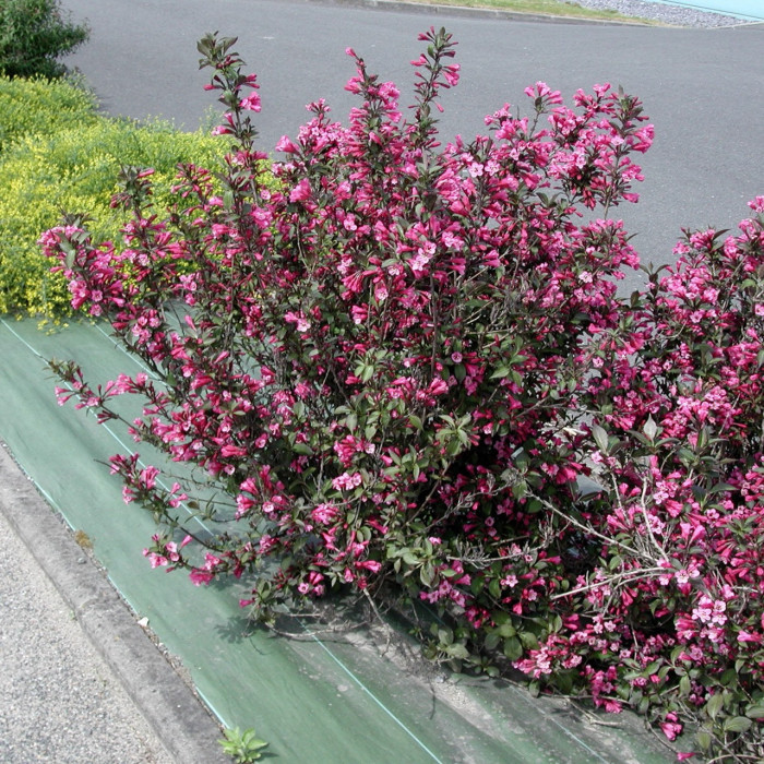 Weigela florida 'Foliis Purpureis'