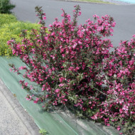 Weigela florida 'Foliis Purpureis'