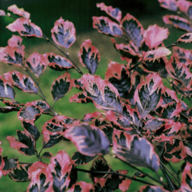 Fagus sylvatica 'Tricolor'