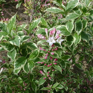 Weigela florida 'Variegata '