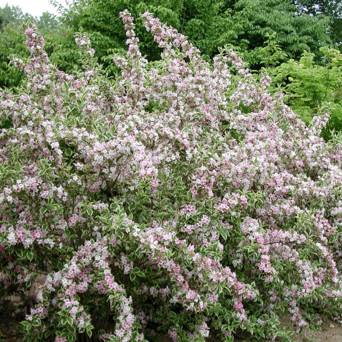 Weigela florida 'Variegata '