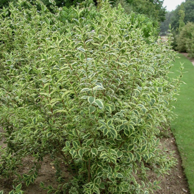 Weigela florida 'Variegata '