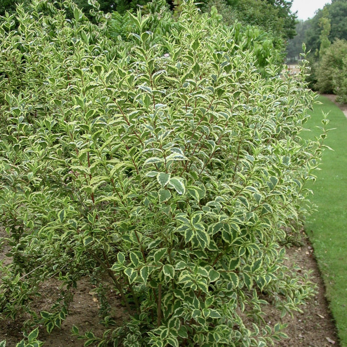Weigela florida 'Variegata '