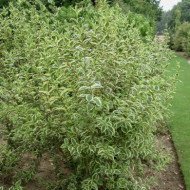 Weigela florida 'Variegata '