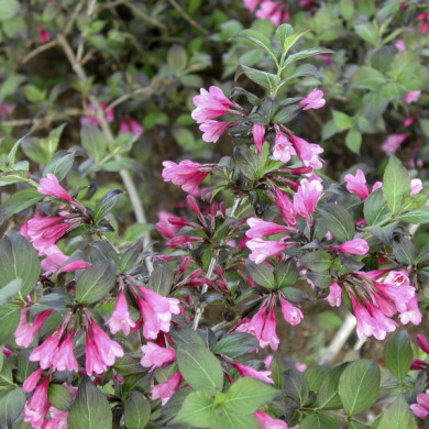 Weigela florida 'Victoria '