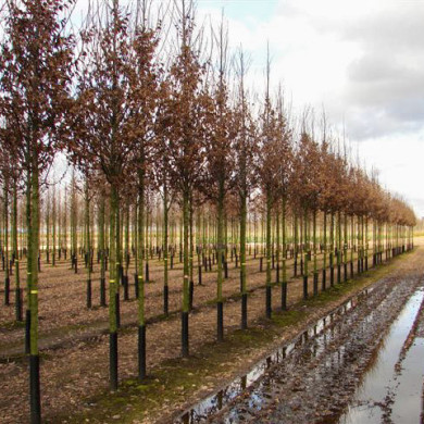 Carpinus betulus 'Lucas'