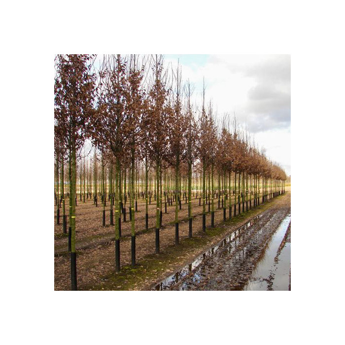 Carpinus betulus 'Lucas'