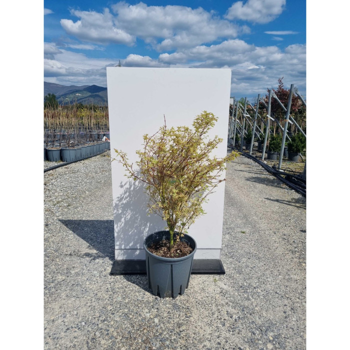 Acer palmatum 'Butterfly'
