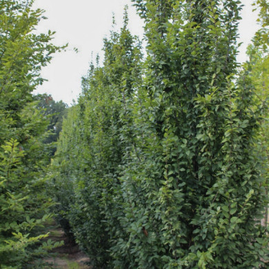 Carpinus betulus 'Lucas'