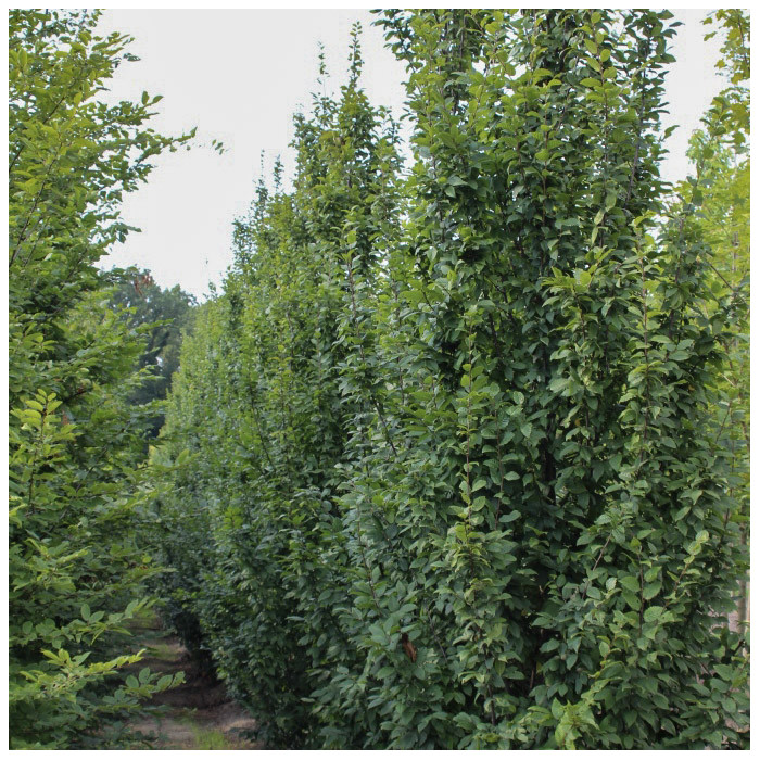 Carpinus betulus 'Lucas'