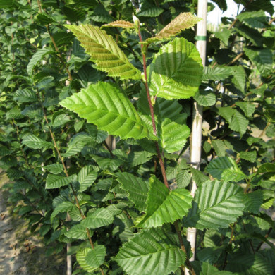 Carpinus betulus 'Lucas'