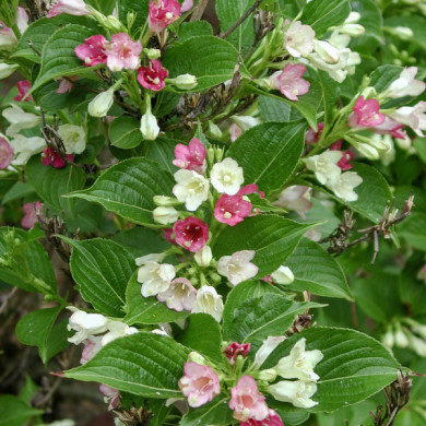 Weigela 'Marjorie'