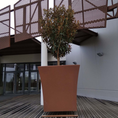 Magnolia grandiflora Alta® 'TMGH'