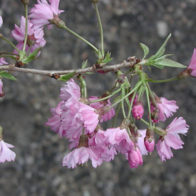 Prunus x subhirtella 'Fukubana'