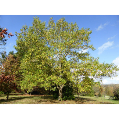 Pterocarya stenoptera