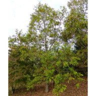 Quercus acutissima
