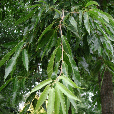 Quercus acutissima