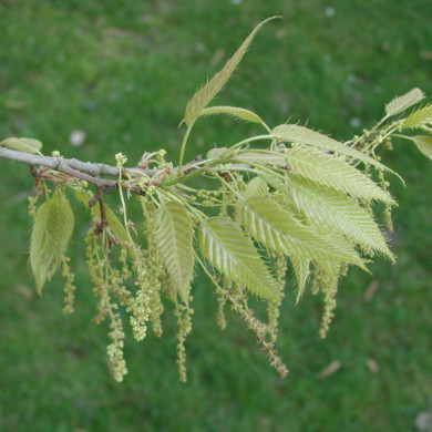 Quercus acutissima