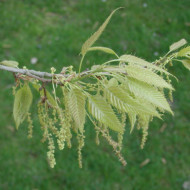 Quercus acutissima
