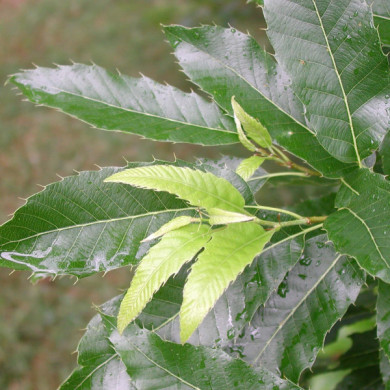 Quercus acutissima