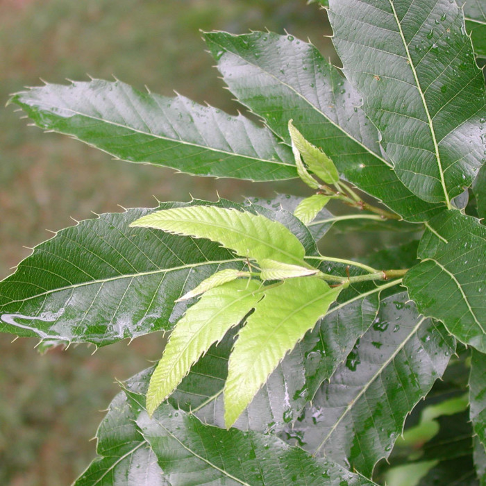 Quercus acutissima