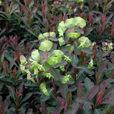 Euphorbia amygdaloides 'Purpurea'