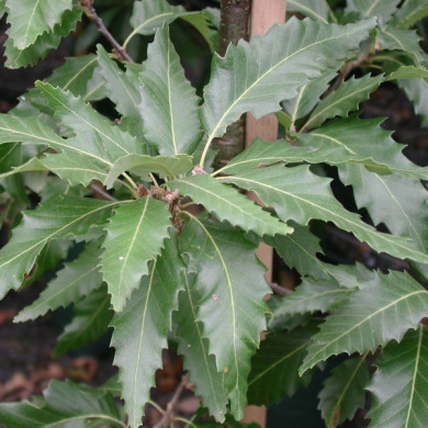Quercus castaneifolia 'Green Spire'