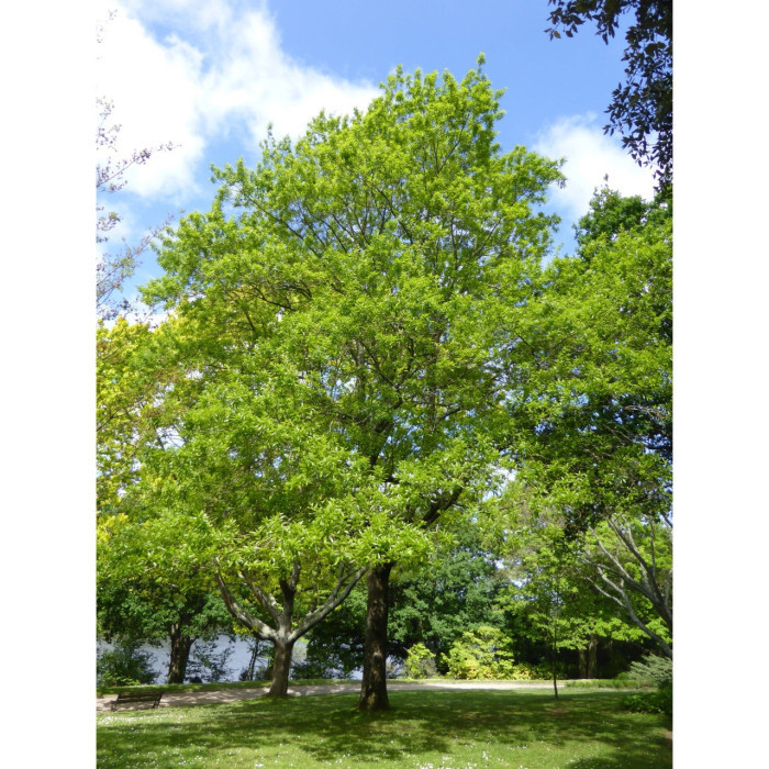 Quercus imbricaria