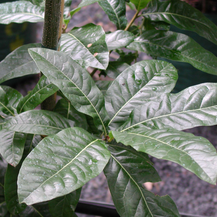 Quercus imbricaria