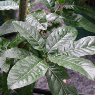 Quercus imbricaria