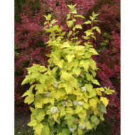 Physocarpus opulifolius Angel Gold® 'minange' c.o.v.