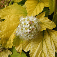Physocarpus opulifolius Angel Gold® 'minange' c.o.v.