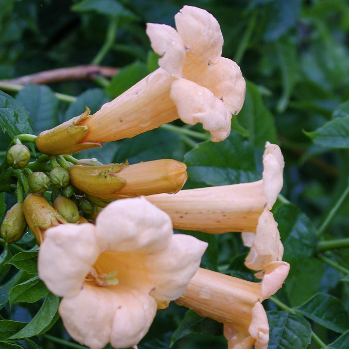 Campsis radicans 'Flava'