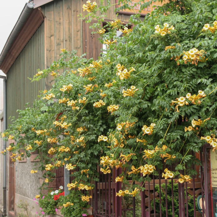 Campsis radicans 'Flava'