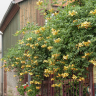 Campsis radicans 'Flava'