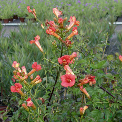 Campsis x tagliabuana 'Mme Galen'