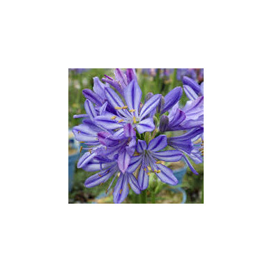 Agapanthus africanus 'Bleu de Chine'
