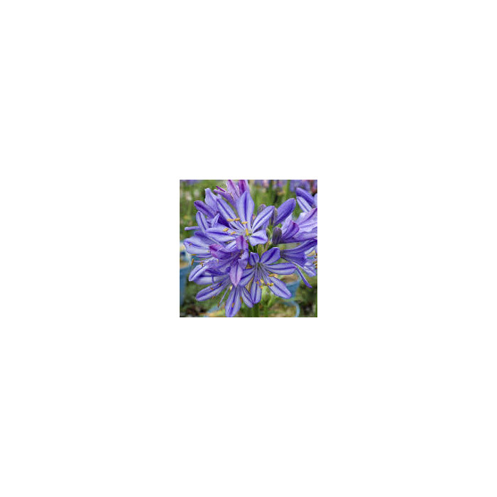 Agapanthus africanus 'Bleu de Chine'